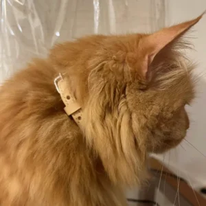 Bamboo. Necklace